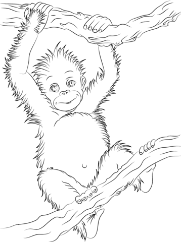 Cute Baby Orangutan Coloring Page